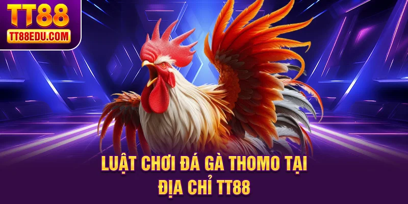 Luật chơi đá gà Thomo tại địa chỉ TT88